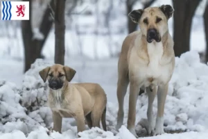 Lire la suite à propos de l’article Éleveurs de Kangal et chiots en Nouvelle-Aquitaine