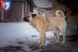 Lire la suite à propos de l’article Éleveurs de Kangal et chiots en Pays de la Loire