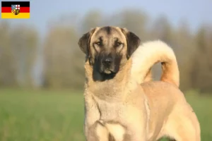 Lire la suite à propos de l’article Éleveurs de Kangal et chiots en Sarre