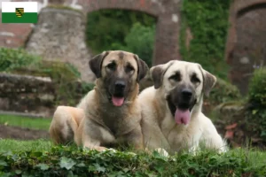 Lire la suite à propos de l’article Éleveurs de Kangal et chiots en Saxe