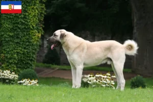 Lire la suite à propos de l’article Éleveurs de Kangal et chiots dans le Schleswig-Holstein