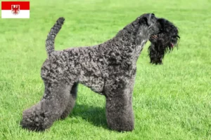 Lire la suite à propos de l’article Kerry Blue Terrier éleveurs et chiots dans le Brandebourg