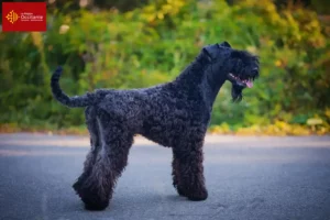 Lire la suite à propos de l’article Eleveurs de Kerry Blue Terrier et chiots en Occitanie