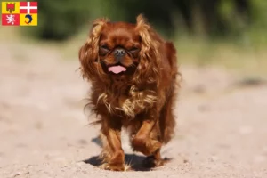 Lire la suite à propos de l’article Éleveurs d’épagneuls King Charles et chiots en Auvergne-Rhône-Alpes