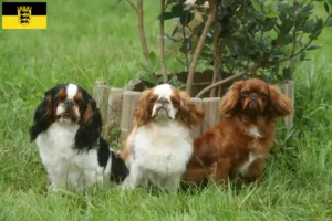 Lire la suite à propos de l’article Éleveurs d’épagneuls King Charles et chiots en Baden-Württemberg