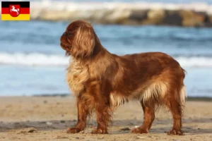 Lire la suite à propos de l’article Éleveurs d’épagneuls King Charles et chiots en Basse-Saxe