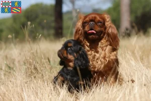 Lire la suite à propos de l’article Éleveurs d’épagneuls King Charles et chiots en Bourgogne-Franche-Comté