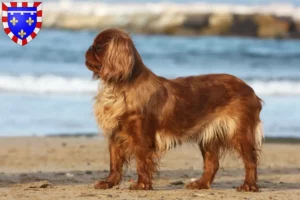 Lire la suite à propos de l’article Éleveurs d’épagneuls King Charles et chiots en Centre-Val de Loire