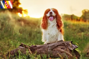 Lire la suite à propos de l’article Éleveurs de King Charles Spaniel et chiots en Grand Est