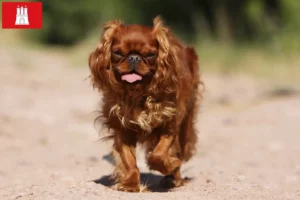 Lire la suite à propos de l’article Éleveurs de King Charles Spaniel et chiots à Hambourg