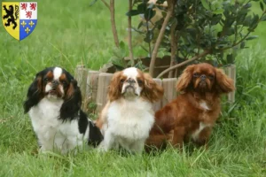 Lire la suite à propos de l’article Éleveurs de King Charles Spaniel et chiots en Hauts-de-France