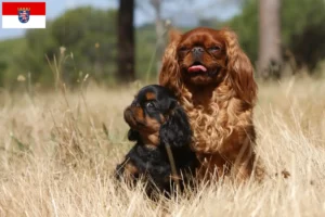 Lire la suite à propos de l’article Éleveurs d’épagneuls King Charles et chiots en Hesse