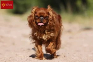 Lire la suite à propos de l’article Éleveurs d’épagneuls King Charles et chiots en Occitanie