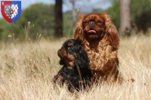 Lire la suite à propos de l’article Éleveurs d’épagneuls King Charles et chiots en Pays de la Loire