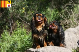 Lire la suite à propos de l’article Éleveurs d’épagneuls King Charles et chiots en Provence-Alpes-Côte d’Azur