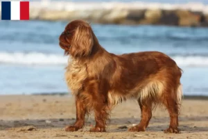 Lire la suite à propos de l’article Éleveurs d’épagneuls King Charles et chiots à la Réunion