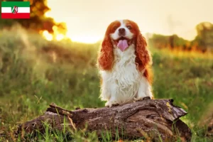 Lire la suite à propos de l’article Éleveurs d’épagneuls King Charles et chiots en Rhénanie-du-Nord-Westphalie