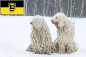 Lire la suite à propos de l’article Komondor éleveurs et chiots en Baden-Württemberg