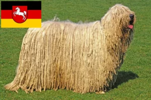 Lire la suite à propos de l’article Komondor éleveurs et chiots en Basse-Saxe