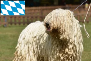 Lire la suite à propos de l’article Komondor éleveurs et chiots en Bavière