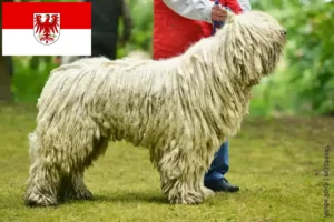 Lire la suite à propos de l’article Éleveurs de Komondor et chiots dans le Brandebourg