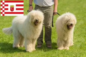 Lire la suite à propos de l’article Komondor éleveurs et chiots à Brême