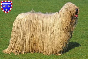 Lire la suite à propos de l’article Komondor éleveurs et chiots en Centre-Val de Loire