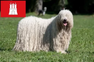 Lire la suite à propos de l’article Éleveurs de Komondor et chiots à Hambourg