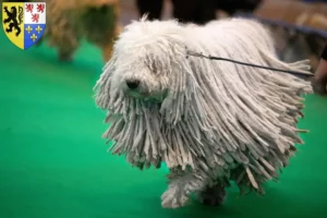 Lire la suite à propos de l’article Komondor éleveurs et chiots en Hauts-de-France