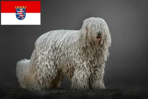 Lire la suite à propos de l’article Komondor éleveurs et chiots en Hesse