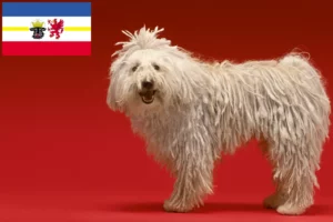 Lire la suite à propos de l’article Komondor éleveurs et chiots dans le Mecklembourg-Poméranie occidentale