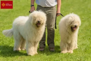 Lire la suite à propos de l’article Éleveurs de comondors et chiots en Occitanie