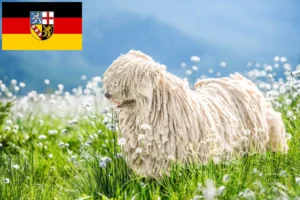 Lire la suite à propos de l’article Komondor éleveurs et chiots en Sarre