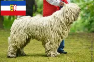 Lire la suite à propos de l’article Komondor éleveurs et chiots dans le Schleswig-Holstein