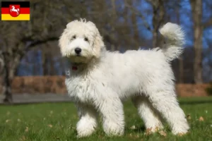 Lire la suite à propos de l’article Éleveurs de Labradoodle australien et chiots en Basse-Saxe