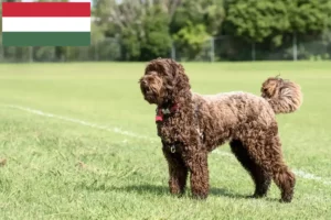 Lire la suite à propos de l’article Éleveurs de Labradoodle et chiots en Hongrie