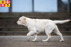 Lire la suite à propos de l’article Éleveurs de Labradors et chiots en Auvergne-Rhône-Alpes