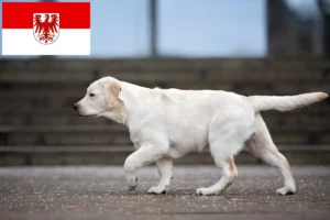 Lire la suite à propos de l’article Éleveurs de Labradors et chiots dans le Brandebourg