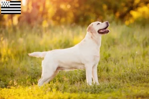 Lire la suite à propos de l’article Éleveurs de Labradors et chiots en Bretagne