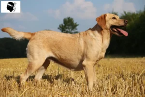 Lire la suite à propos de l’article Éleveurs de Labradors et chiots en Corse