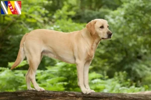 Lire la suite à propos de l’article Éleveurs de Labradors et chiots en Grand Est