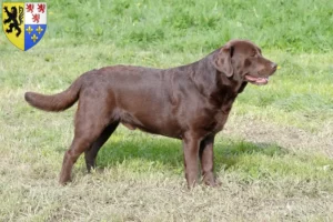 Lire la suite à propos de l’article Éleveurs de Labradors et chiots en Hauts-de-France