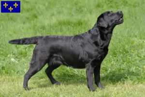 Lire la suite à propos de l’article Éleveurs de Labradors et chiots en Île-de-France