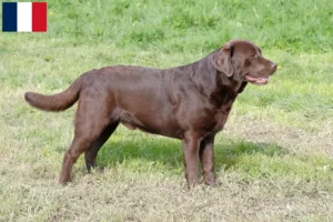 Lire la suite à propos de l’article Éleveurs de Labradors et chiots en Martinique