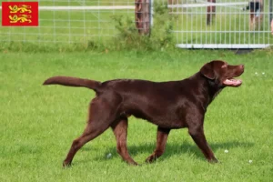 Lire la suite à propos de l’article Éleveurs de Labradors et chiots en Normandie