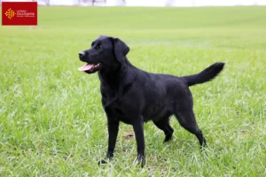 Lire la suite à propos de l’article Éleveurs de Labradors et chiots en Occitanie