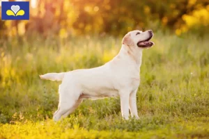 Lire la suite à propos de l’article Éleveurs de Labradors et chiots en Région de Bruxelles-Capitale