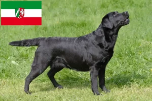 Lire la suite à propos de l’article Éleveurs de Labradors et chiots en Rhénanie du Nord-Westphalie