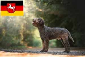 Lire la suite à propos de l’article Éleveurs de Lagotto Romagnolo et chiots en Basse-Saxe