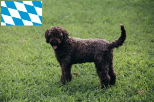 Lire la suite à propos de l’article Éleveurs de Lagotto Romagnolo et chiots en Bavière